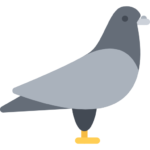 Pigeon icon flaticon Pigeon icon flaticon